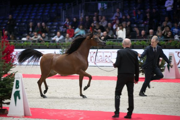 أضواء العرب (اميرالد جي x  اتش كي جوجو ار ال سي) مربط العرب – السعودية