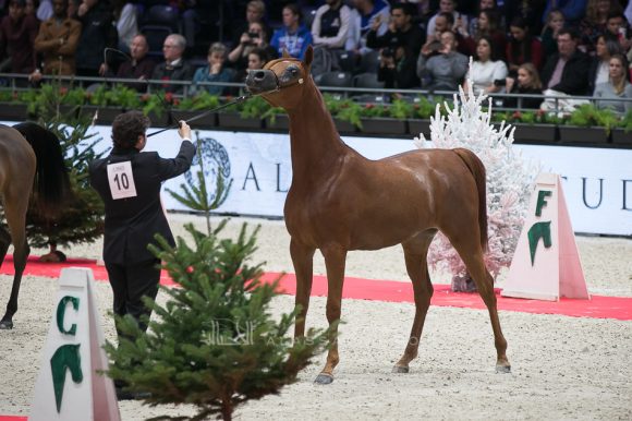 موناليزا الجاسمية (اكواترx منوا) مزرعة الجاسمية – قطر