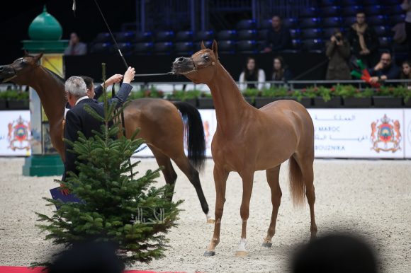 دي شامخة (اف ايه الرشيم x اف تي شيلا) مربط دبي– الإمارات