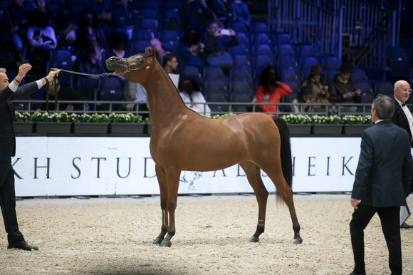 أضواء العرب (اميرالد جي x  اتش كي جوجو ار ال سي) مربط العرب – السعودية