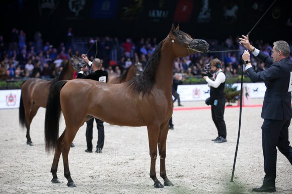 أضواء العرب (اميرالد جي x  اتش كي جوجو ار ال سي) مربط العرب – السعودية