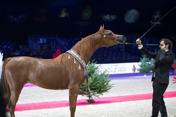 موناليزا الجاسمية (اكواترx منوا) مزرعة الجاسمية – قطر