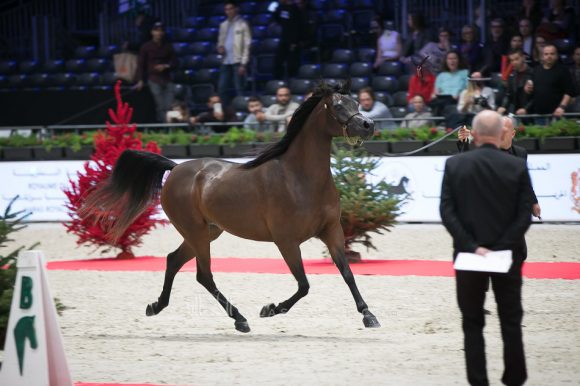 ايرالدا (اميرالد جي x انيزاجا) مربط الشراع- الإمارات