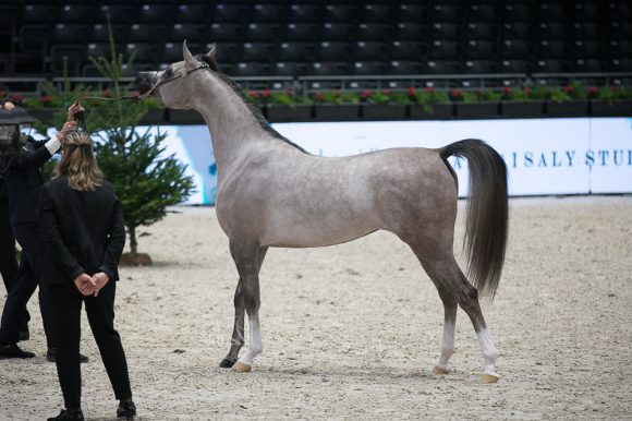 الجمره (ع ج بورتوفينو x ايه في ايه ماريا) مربط الشيخ