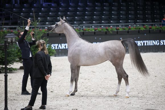الجمره (ع ج بورتوفينو x ايه في ايه ماريا) مربط الشيخ