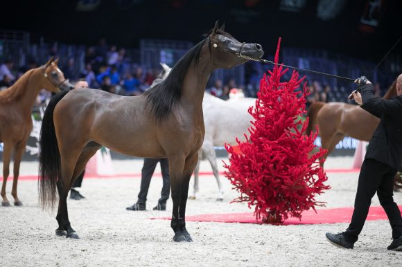 ايرالدا (اميرالد جي x انيزاجا) مربط الشراع- الإمارات