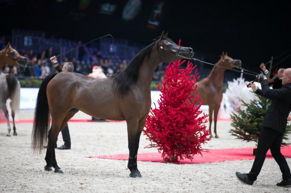 ايرالدا (اميرالد جي x انيزاجا) مربط الشراع- الإمارات