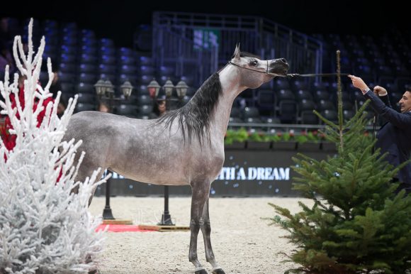 دي شيهانا(اف ايه الرشيم x دي شهلة) مربط دبي- الإمارات
