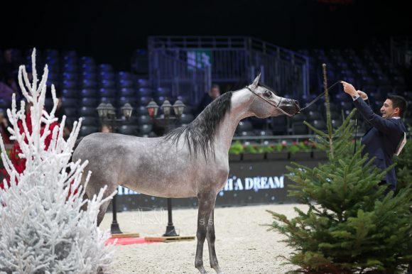 دي شيهانا(اف ايه الرشيم x دي شهلة) مربط دبي- الإمارات