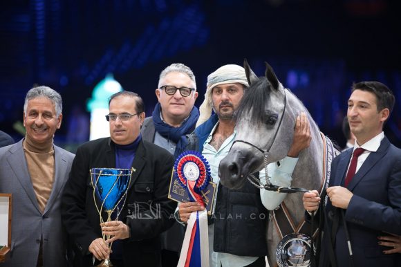 دي شيهانا(اف ايه الرشيم x دي شهلة) مربط دبي- الإمارات