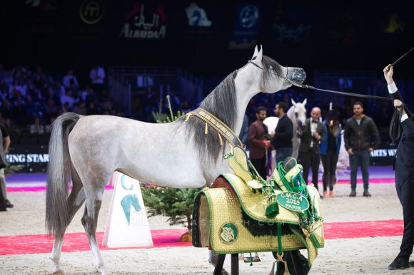 الجمره (ع ج بورتوفينو x ايه في ايه ماريا) مربط الشيخ