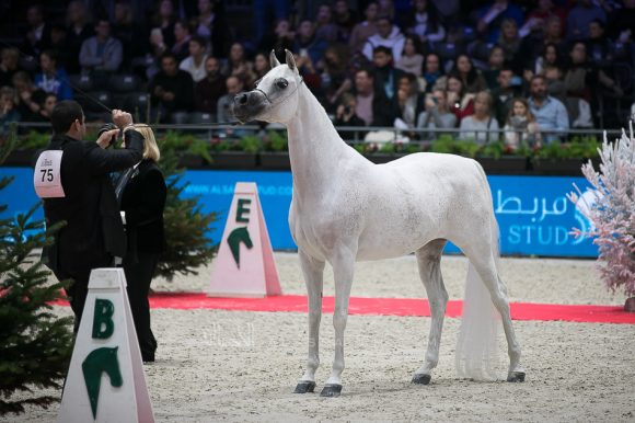 ميساء الناصر (سينان الريان x زنوبيا الناصر)مربط الناصر – قطر