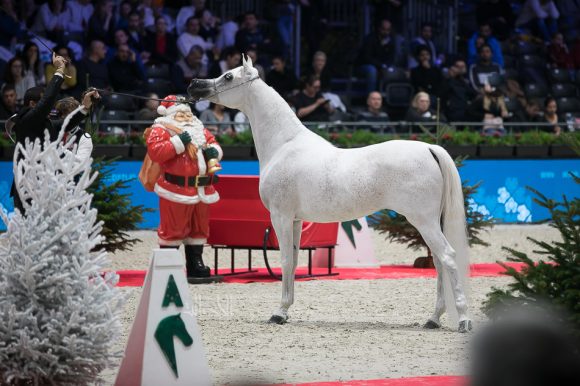 نوفة النايفات (عجمان مونسيون x ايجليردج باشيونيتا) مربط ناف – السعودية