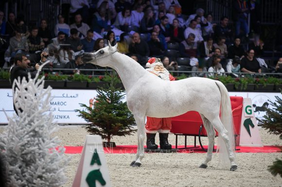 نوفة النايفات (عجمان مونسيون x ايجليردج باشيونيتا) مربط ناف – السعودية