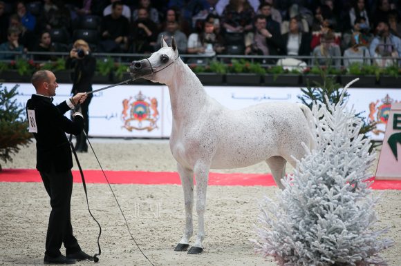 ميساء الناصر (سينان الريان x زنوبيا الناصر)مربط الناصر – قطر