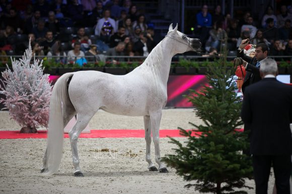 نوفة النايفات (عجمان مونسيون x ايجليردج باشيونيتا) مربط ناف – السعودية