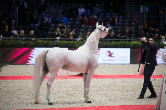 بافيرا اتش في بي (مروان الشقب x اتش بي بيسوليا) مربط ابها – الكويت