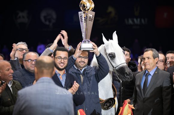 بافيرا اتش في بي (مروان الشقب x اتش بي بيسوليا) مربط ابها – الكويت