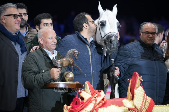 بافيرا اتش في بي (مروان الشقب x اتش بي بيسوليا) مربط ابها – الكويت