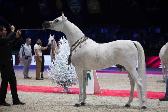 نوفة النايفات (عجمان مونسيون x ايجليردج باشيونيتا) مربط ناف – السعودية