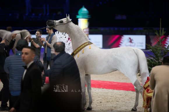 بافيرا اتش في بي (مروان الشقب x اتش بي بيسوليا) مربط ابها – الكويت