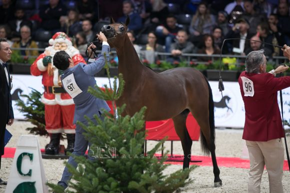 دي شيماز (اف ايه الرشيم x ليدي فيرونيكا) مربط دبي – الإمارات