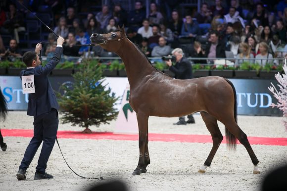 دي مزيان (اف ايه الرشيم x دي مزايا) مربط دبي – الإمارات