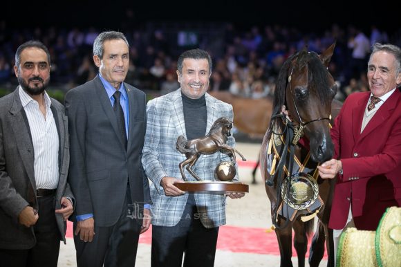 رهان الشحانية (مروان الشقب x جواهر الشحانية) مربط الشحانية – قطر