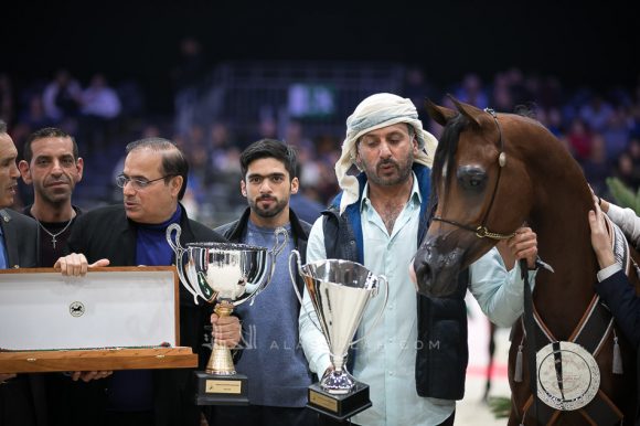 دي شيماز (اف ايه الرشيم x ليدي فيرونيكا) مربط دبي – الإمارات