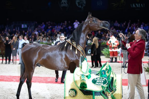 رهان الشحانية (مروان الشقب x جواهر الشحانية) مربط الشحانية – قطر