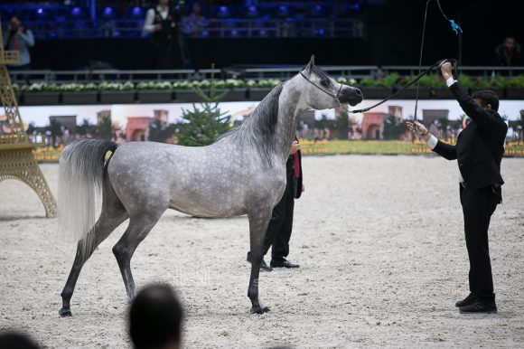 اتش ال الغندور (اتش بي شاكير تي إي x لونكو بيبي ماريا) مربط هنايا