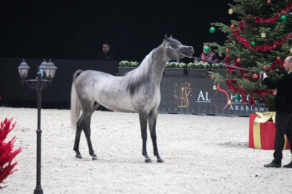 إي كي اس فراج (ابن فريد x إي كي اس بنت حلوة) مربط الخشاب – الكويت