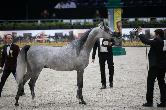 اتش ال الغندور (اتش بي شاكير تي إي x لونكو بيبي ماريا) مربط هنايا