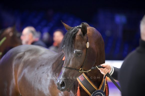 دي ابن الرشيم (اف ايه الرشيمx انجليكا) مربط جي ام ولوسيف هارتيرس