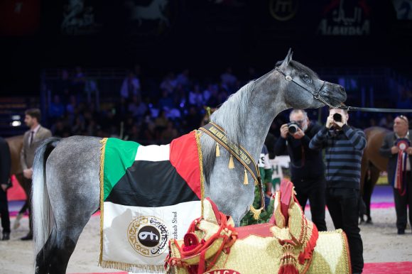 إي كي اس فراج (ابن فريد x إي كي اس بنت حلوة) مربط الخشاب – الكويت