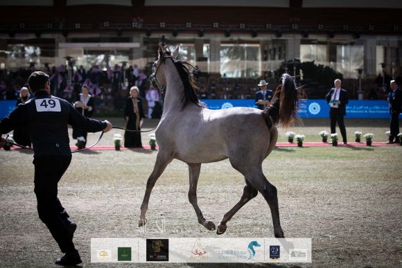 ع ج البراقة 5 ( اف ايه الرشيم  xفليسيا ار ال سي) مربط عجمان – الإمارات.