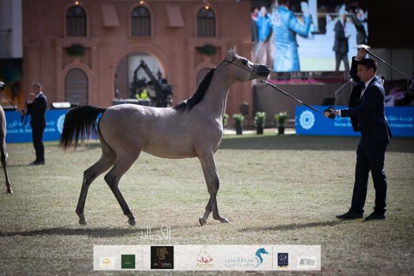 دي فريهان (دي سراج   xايلي فلامينكا) مربط دبي – الإمارات.