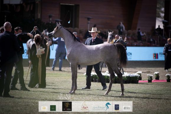 ع ج البراقة 5 ( اف ايه الرشيم  xفليسيا ار ال سي) مربط عجمان – الإمارات.