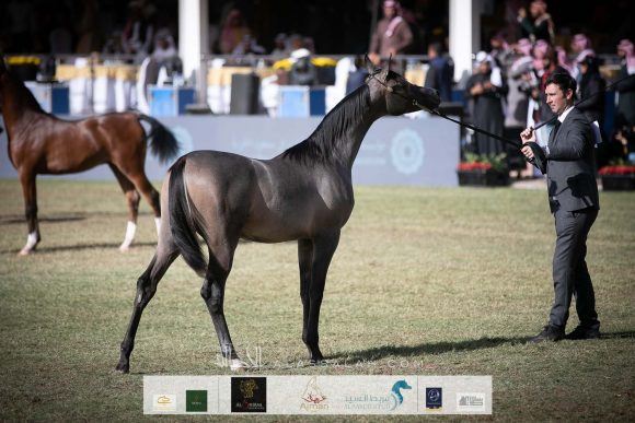 قيصر التنهاة (اكساليبور إي ايه x ستيفانا دبليو) مربط التنهاة – السعودية.