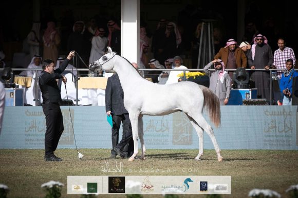 ع ج سبران (ع ج كفو x ايه جي ايه كابريس)  مربط عجمان – الإمارات.