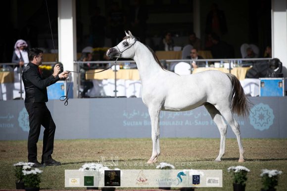 ع ج سبران (ع ج كفو x ايه جي ايه كابريس)  مربط عجمان – الإمارات.