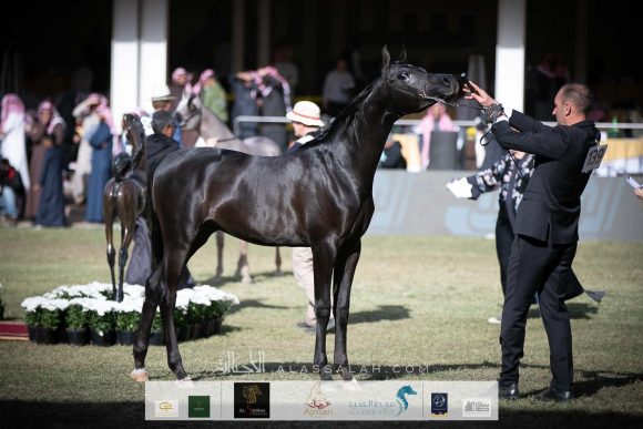 حليم العناية (نيروز العناية x سمر العناية)  مربط عناية – السعودية.