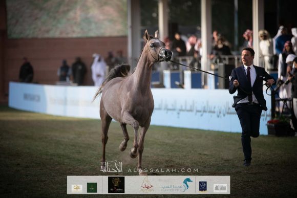 دي جودي (ع ج عزام   xايلي فلامينكا) مربط دبي – الإمارات.