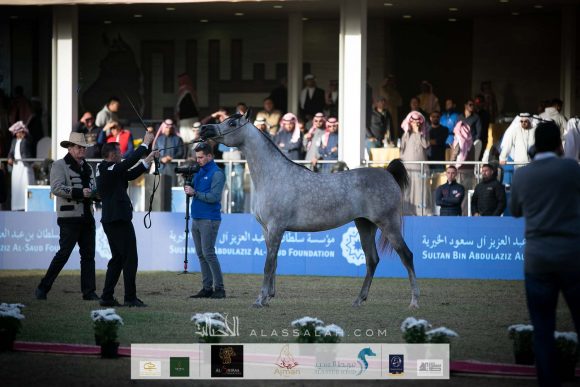 دي شيهانة (اف ايه الرشيم   x دي شيلا) مربط دبي – الإمارات.