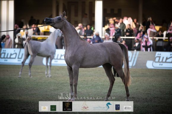 دي جودي (ع ج عزام   xايلي فلامينكا) مربط دبي – الإمارات.