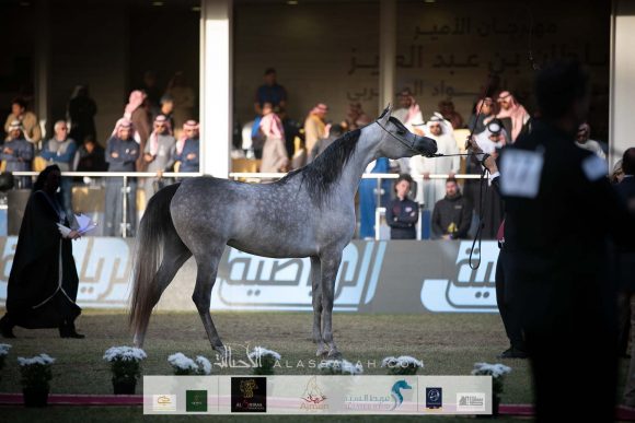 دي شيهانة (اف ايه الرشيم   x دي شيلا) مربط دبي – الإمارات.