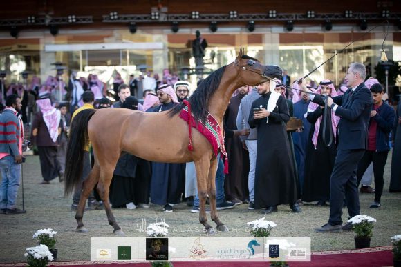أضواء العرب (اميرالد جي   x اتش كيه جوجو ار ال سي) مربط العرب – السعودية.