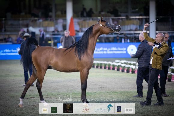 دوسر السيد (فاليدورو x ديلايتس ديفا ار بي) مربط السيد – السعودية.