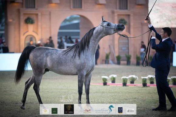 دي نايل (اف ايه الرشيم x دي نوال)  مربط الشيخ سعيد بن مكتوم بن جمعة آل مكتوم – الإمارات.