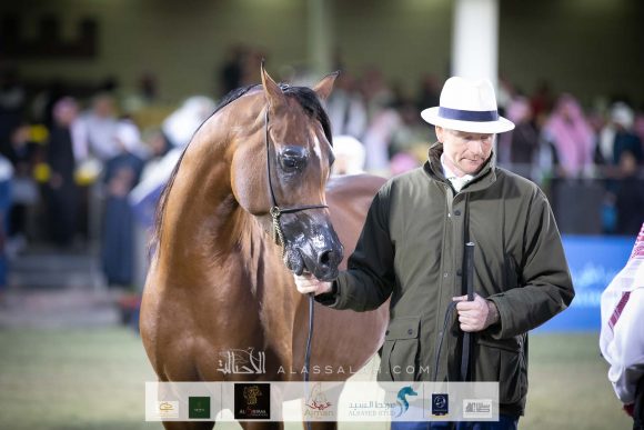 الفضة:ادميرال (اميرالد جبي x هنايا)  مربط عجمان – الإمارات.